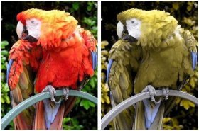 http://commons.wikimedia.org/wiki/Image:Parrot.red.macaw.1.arp.750pix.jpg