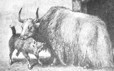 http://commons.wikimedia.org/wiki/File:Yak_Drawing_historic.jpg