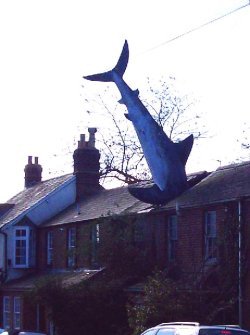 http://commons.wikimedia.org/wiki/File:Oxford_shark.jpg
