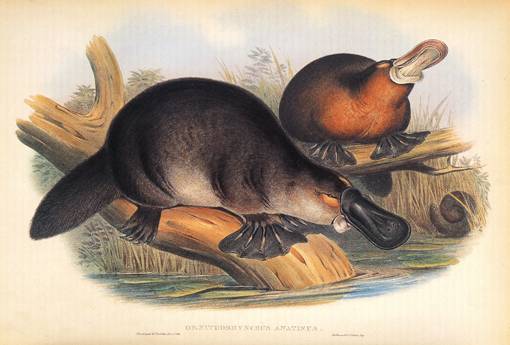 http://commons.wikimedia.org/wiki/Image:Gould_John_Duckbilled_Platypus_1845-1863.png
