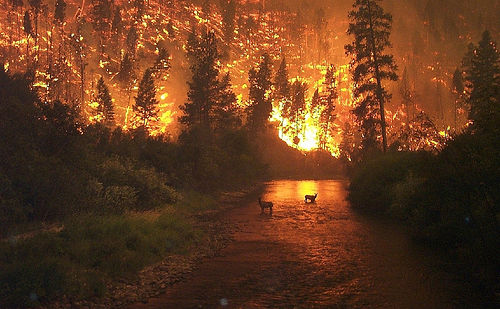 http://commons.wikimedia.org/wiki/File:Deerfire.jpg