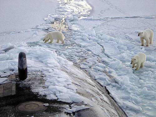 http://commons.wikimedia.org/wiki/File:Polar_bears_near_north_pole.jpg