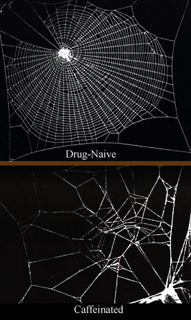 2010-09-29-caffeinism http://commons.wikimedia.org/wiki/File:Caffeinated_spiderwebs.jpg