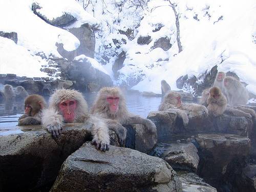 http://commons.wikimedia.org/wiki/Image:Jigokudani_hotspring_in_Nagano_Japan_001.jpg