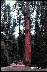 http://en.wikipedia.org/wiki/Image:General_Sherman_tree.jpg