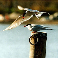 http://commons.wikimedia.org/wiki/File:Arctic_terns.jpg