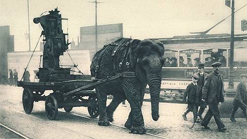 http://commons.wikimedia.org/wiki/File:Ww1-elephant.jpg