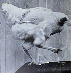 http://en.wikipedia.org/wiki/Image:MikeTheHeadlessChicken.jpg