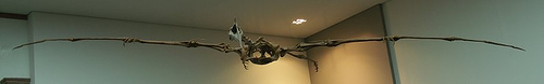 http://commons.wikimedia.org/wiki/File:Quetzalcoatlus.JPG