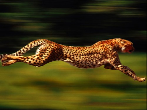 http://en.wikipedia.org/wiki/Image:Swiftcheetah.jpg