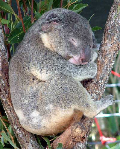 http://commons.wikimedia.org/wiki/File:Australia_Cairns_Koala.jpg