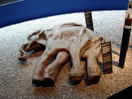 http://en.wikipedia.org/wiki/Image:Baby_Mammoth_-_Luzern%2C_Switzerland.JPG