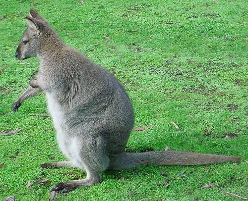 http://commons.wikimedia.org/wiki/File:Red-necked-Wallaby.jpg