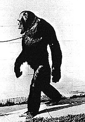 http://en.wikipedia.org/wiki/Image:Humanzee2.jpg