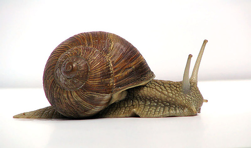 http://commons.wikimedia.org/wiki/Image:Grapevinesnail_01.jpg