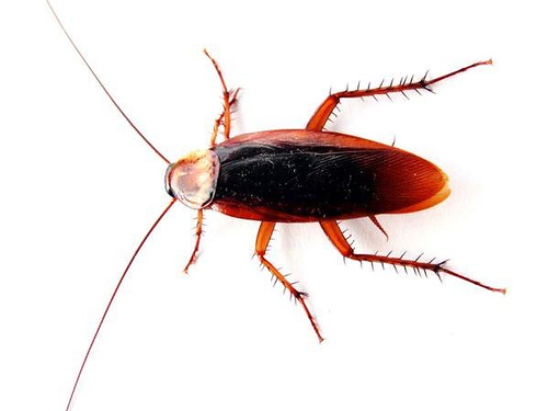 http://commons.wikimedia.org/wiki/Image:Cockroach_closeup.jpg