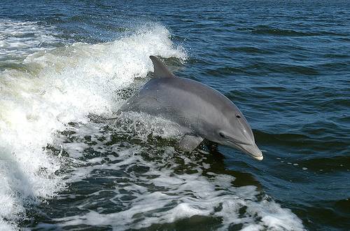 http://commons.wikimedia.org/wiki/File:Bottlenose_Dolphin_KSC04pd0178.jpg