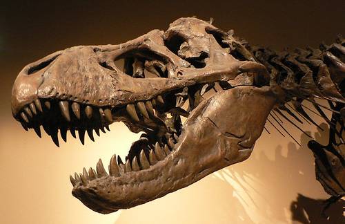 http://commons.wikimedia.org/wiki/Image:Palais_de_la_Decouverte_Tyrannosaurus_rex_p1050042.jpg