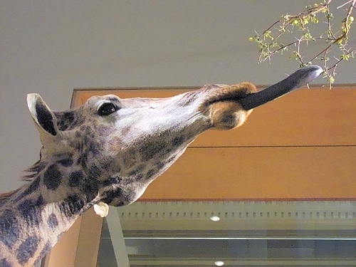 http://en.wikipedia.org/wiki/Image:Giraffe_%28head%29.jpg