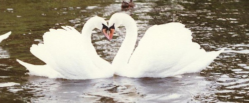 http://commons.wikimedia.org/wiki/Image:SwansHeart.jpg