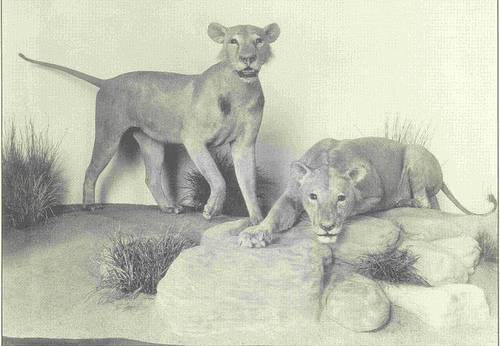 http://en.wikipedia.org/wiki/Image:Tsavo_Maneaters_Field_Museum.jpg