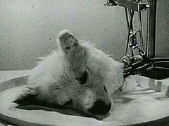 http://en.wikipedia.org/wiki/Image:Experiment1940.jpg