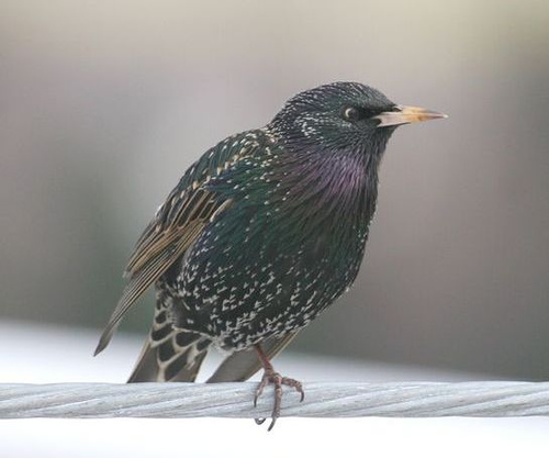 http://commons.wikimedia.org/wiki/Image:European_starling.jpg