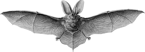 http://commons.wikimedia.org/wiki/Image:Haeckel_Chiroptera_Plecotus_auritus_1.jpg