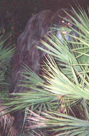 http://commons.wikimedia.org/wiki/File:Myakka_skunk_ape_1.png