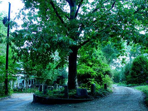 http://commons.wikimedia.org/wiki/File:Treethatownsitself.jpg
