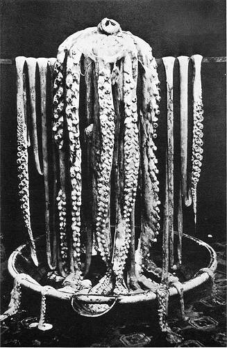 http://commons.wikimedia.org/wiki/File:Logy_bay_giant_squid_1873.png
