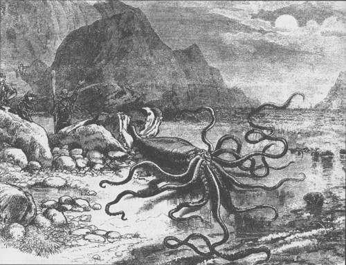 http://commons.wikimedia.org/wiki/File:Giant_squid_catalina.png