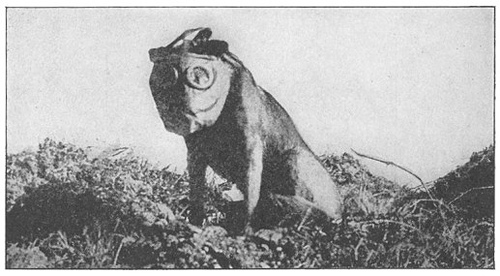 http://commons.wikimedia.org/wiki/Image:Dog_with_mask_WWI.jpg