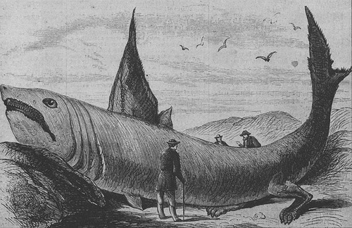 http://commons.wikimedia.org/wiki/Image:Basking_shark_Harper%27s_Weekly_October_24%2C_1868.jpg