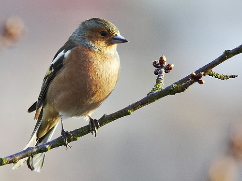 http://commons.wikimedia.org/wiki/File:Fringilla_coelebs_male1.jpg