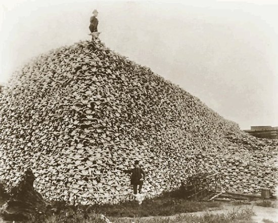 http://commons.wikimedia.org/wiki/File:Bison_skull_pile,_ca1870.png