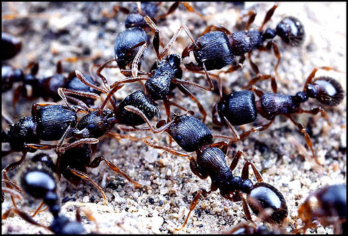 http://en.wikipedia.org/wiki/Image:Ant-war.JPG