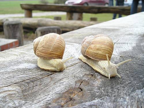 2007-09-03-the-snail-telegraph.jpg