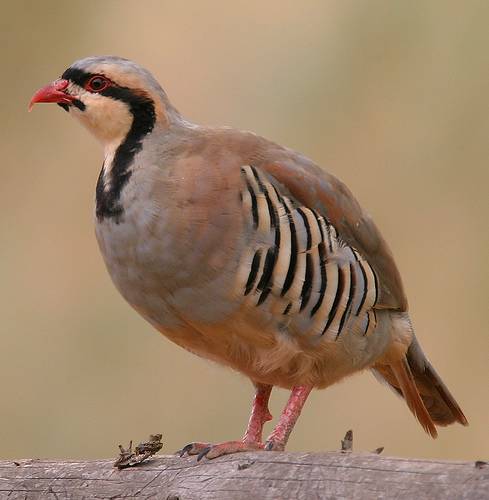 http://commons.wikimedia.org/wiki/File:Alectoris-chukar-001.jpg