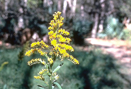 http://commons.wikimedia.org/wiki/Image:Oligoneuron-rigidum.jpg