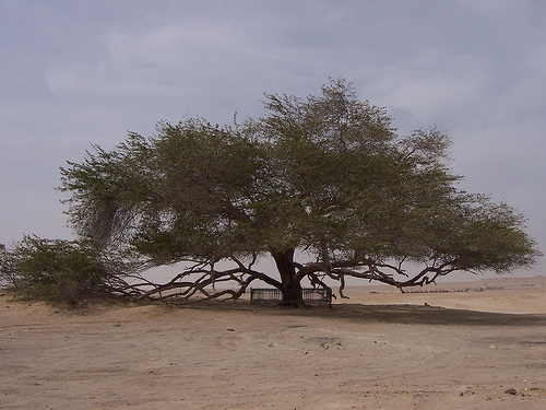 http://commons.wikimedia.org/wiki/File:TreeofLife.JPG