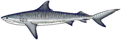 http://commons.wikimedia.org/wiki/Image:Tiger_shark.png