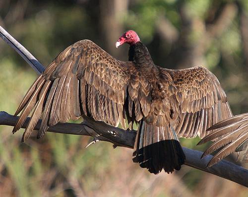 http://commons.wikimedia.org/wiki/File:Turkey_vulture_Bluff.jpg