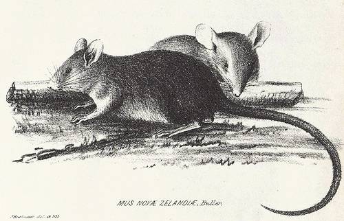 2008-06-02-representing-rats http://commons.wikimedia.org/wiki/Image:PolynesianRatNZ.jpg