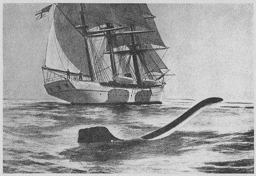 valhalla sea serpent, illustrated london news, 1906