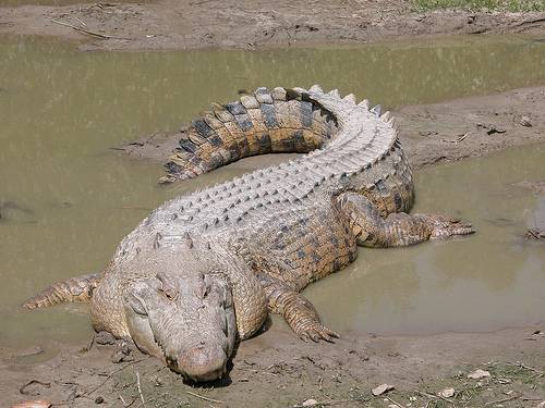 http://commons.wikimedia.org/wiki/File:SaltwaterCrocodile(%27Maximo%27).jpg
