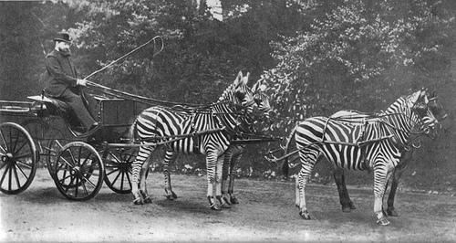 http://commons.wikimedia.org/wiki/Image:WalterRothschildWithZebras.jpg