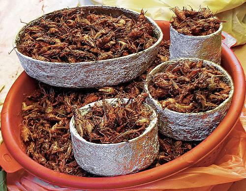 http://en.wikipedia.org/wiki/File:Chapulines.jpg