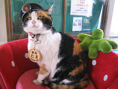 http://commons.wikimedia.org/wiki/File:Station-Master_Tama.JPG