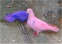 http://en.wikipedia.org/wiki/File:Faringdon_dyed_pigeons.jpg